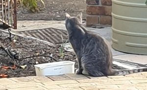 the Cat, the Bird and the Bowl