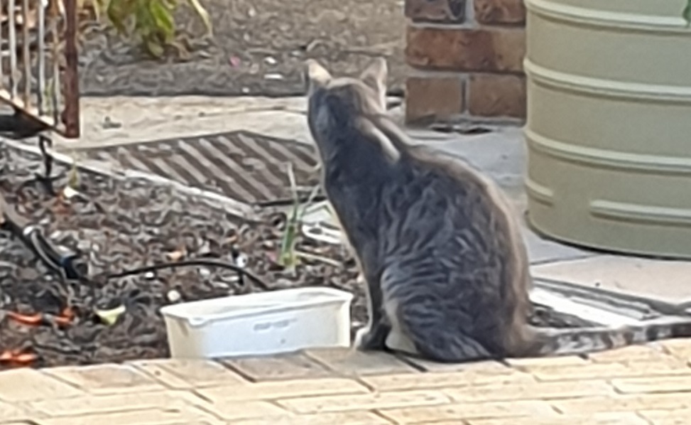 the Cat, the Bird and the Bowl