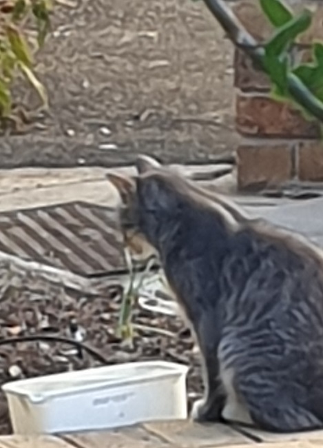 the Cat, the Bird and the Bowl