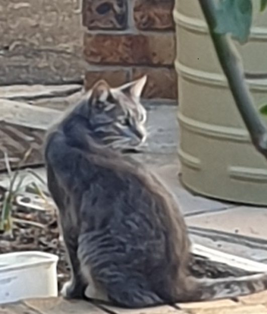 the Cat, the Bird and the Bowl